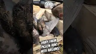 @FXAirguns helping me take out these destructive pigeons. Flying natural dog food! #SonusModerators