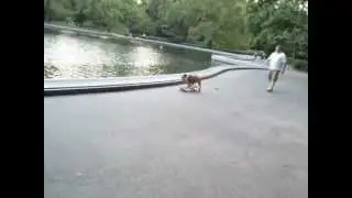 пес на скейте
