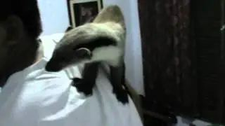 Musang Martin (Martes flavigula) PART 3
