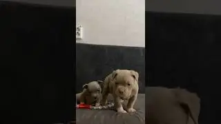 Месяц и неделя #питомниксобак #americanbullykennel