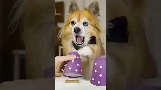 😂 Pomeranian köpek videoları 😂 Papet #Shorts