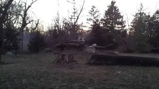 Howling wolves at Brookfield Zoo