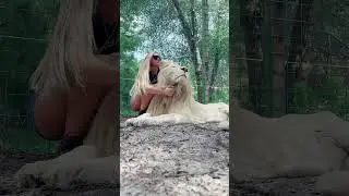 Lion Hugs
