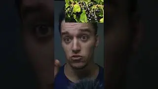 чем полезна чёрная смородина.