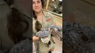 Difference between a Caiman and a Gator🤩