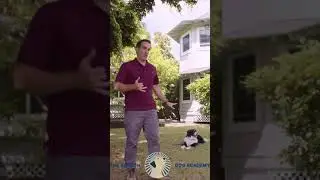 Down Command Training | The Beacon Dog Academy