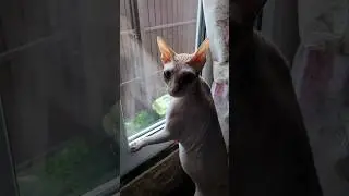 Тихон услышал,папа едет,встречает с работы😍 #милая_кисонька #прикольнаяозвучка #безкотаижизньнета