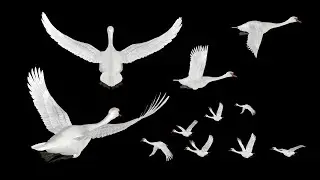 White Swans - Flying Loops and Transitions - Sole, Pair and Flock