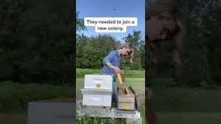These Bees Were Caring for a Dead Queen!