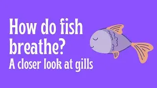 How do fish breathe? A closer look at gills