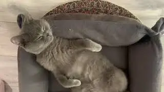 Cat sleeping