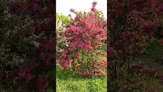 Красивый розовый куст. #краснодар #жизньнаюге