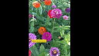 10.08.24г🌹 Великолепные, очаровательные!!!😊