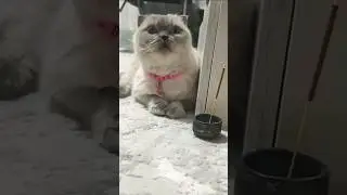 это грех.. 😎🤌#cat #приколыскотами#смешныекоты#cuteanimal#котики