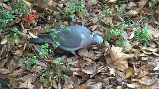 Wood Pigeon biting a stone