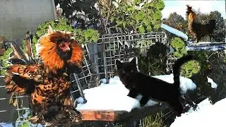 Pavlov Roosters Kittens Петушки распетушились Кот да петух Бегемотик на снегу Siberian farm cats
