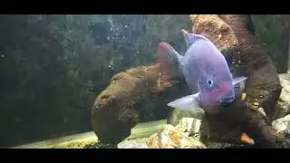 Juvi Festae cichlid growing up!