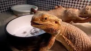 Bearded Dragon eats cockroaches