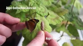 бабочка и куколка dolechailia bisaltide (бабочка осенний лист)