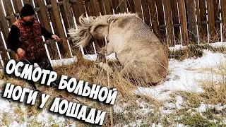 Осмотр больной ноги у лошади