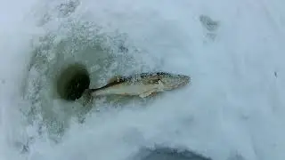 PIKE-PERCH FISHING BAIT. PIKE-PERCH FISHING WITH TULKA. UNEXPECTED BONUS.