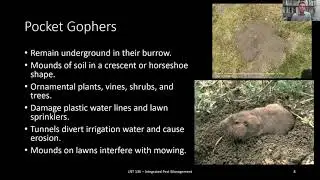 Vertebrate Pests of Landscapes & Gardens