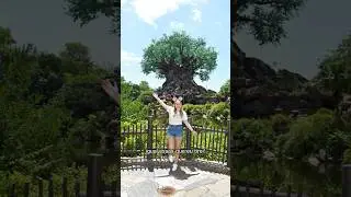 ONDE TIRAR FOTO NO ANIMAL KINGDOM