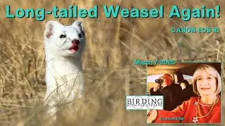 Long tailed Weasel Again!