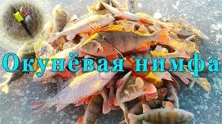 0кунёвая нимфа