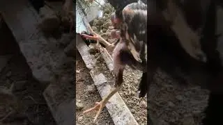 Anak ayam bangkok msih kecil tapi dah tinggi banget #ternak #ayam #peternak #ternakayam #ayambangkok