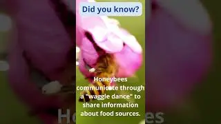 Honeybees #HoneyBees, #Pollinators, #Beekeeping, #SaveTheBees, #BeeLife, #HoneyProduction