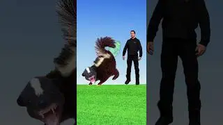 🤔 HOW TO SURVIVE A SKUNK ATTACK🦨