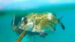 Pescasub: Pescata torbida e senza fronzoli