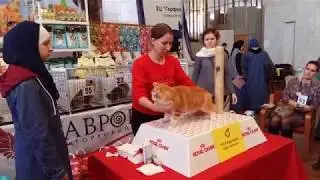 WCF Cat Show (23-24 February, 2019)