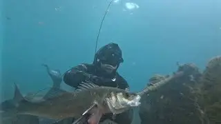 Chasse sous marine côte d'azur février 2021