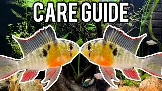 Should YOU get a Bolivian Ram? (Care Guide)