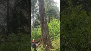 Felling Cedar. #chainsaw #logging #stihl