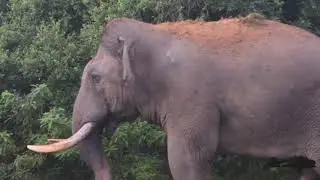 TUSKER SANDO - Asian elephants with tusks | Tuskers in Sri Lanka