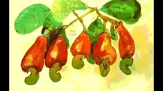 anacardium curatellifolium