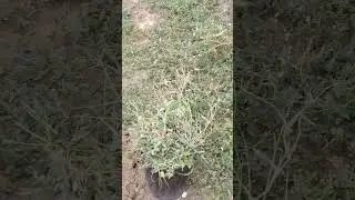 Кому саженцы🤣?