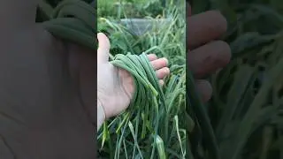 Time to Harvest Garlic Scapes! #garlic #gardening