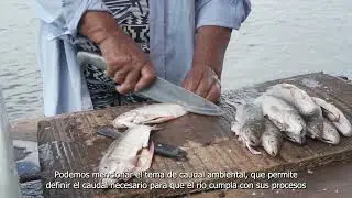 Modelación y caudal ambiental en el Valle Medio del Magdalena | Acuerdo AC4 Ecopetrol - Ideam