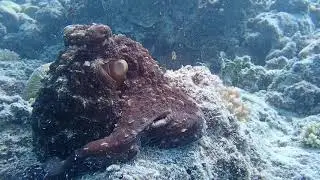 Octopus