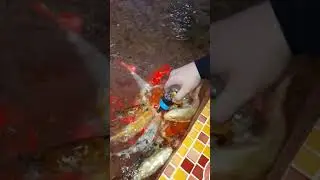 Кормление карпов