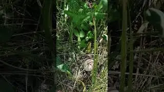 Грибочек  под берёзой.