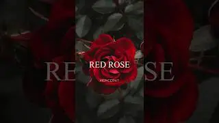 Moncerat- Red Rose retrowave music clip #moncerat #retrowave #shorts