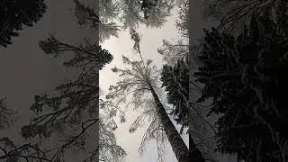 v1.b Линдуловская роща, лиственницы Петра I, Зима
