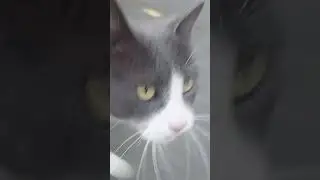 кися спринтер 😂