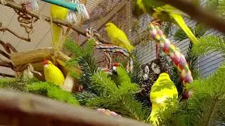 Kakariki - 🎄 Christmas tree branches for the red crowned birds