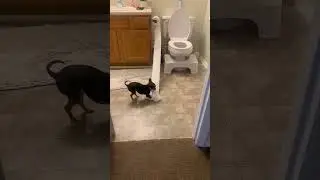 Toys are Too Big! Toilet Paper Will Do! 